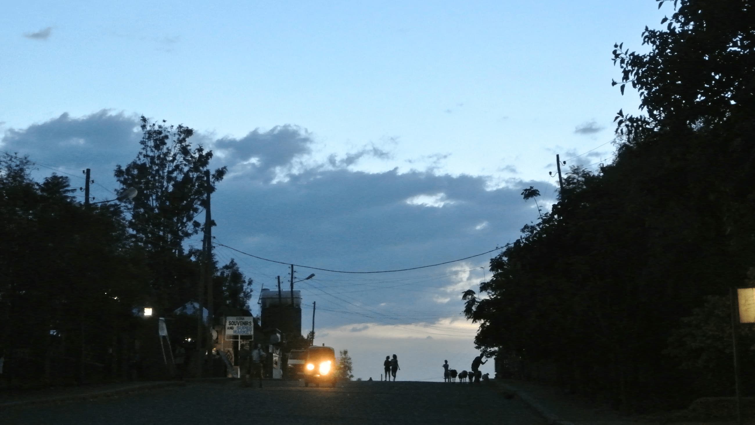 Street with trees in evening light