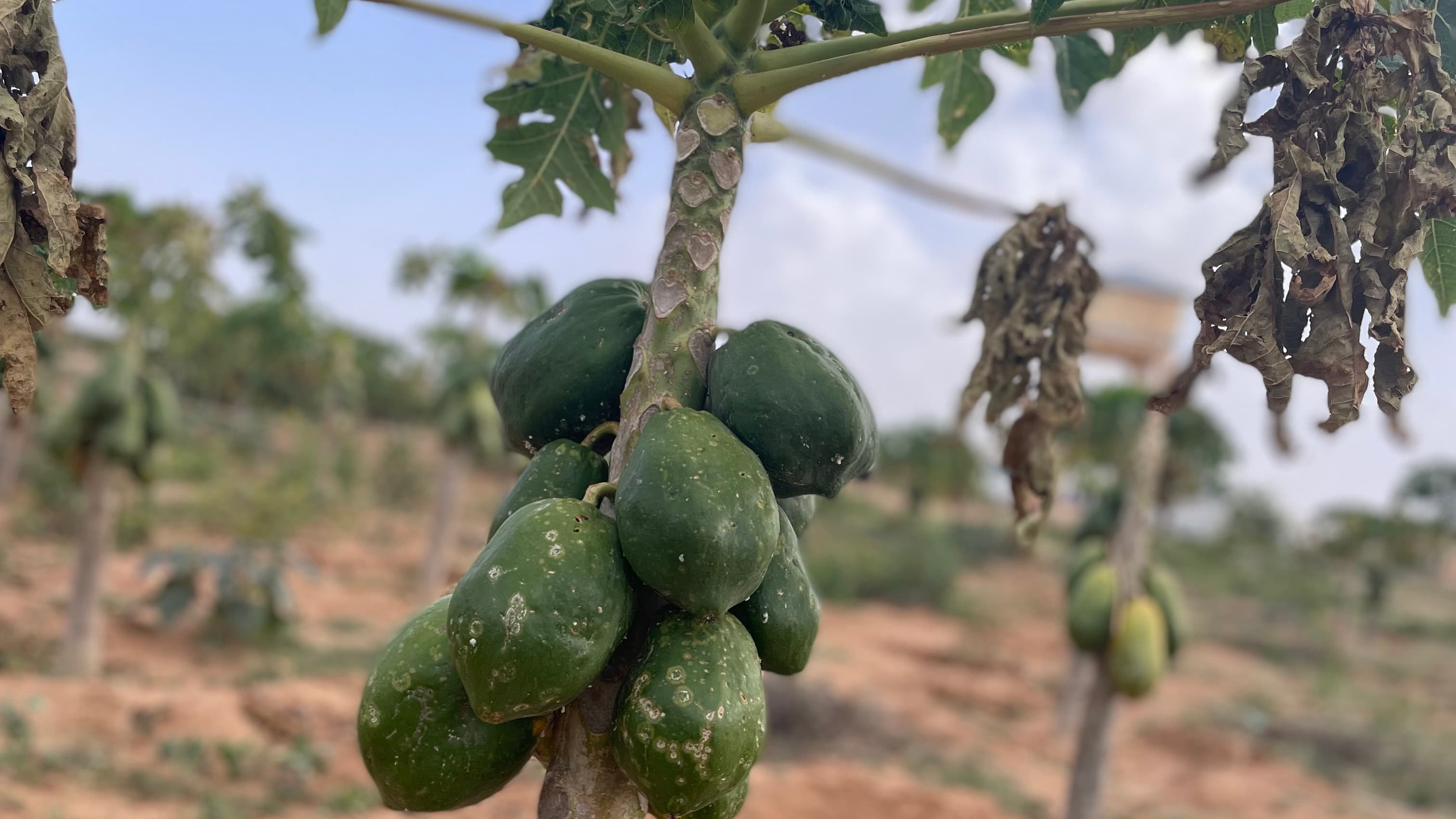 Plant with papaya fruits