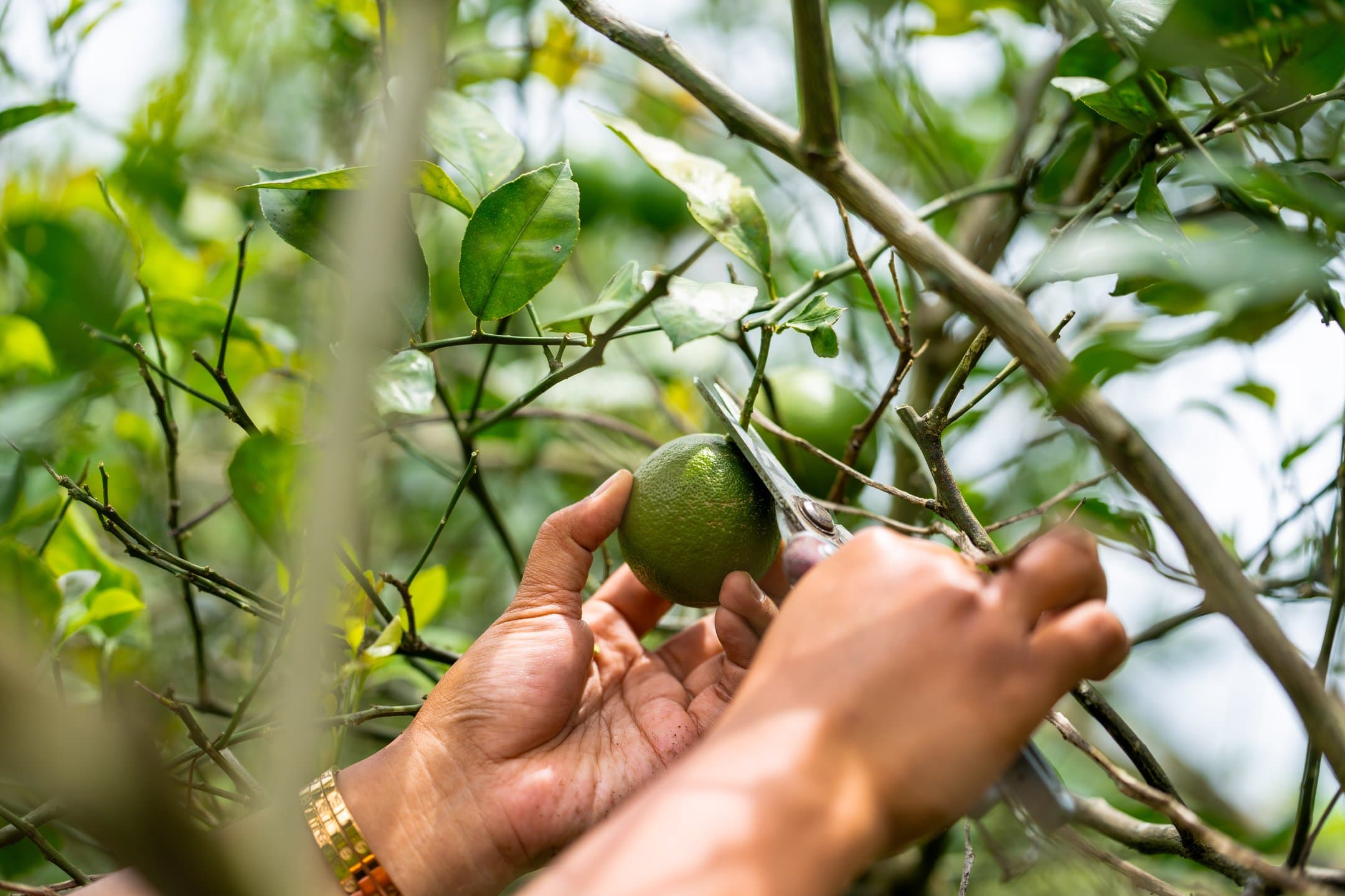 Close-up of a hand holding a seed