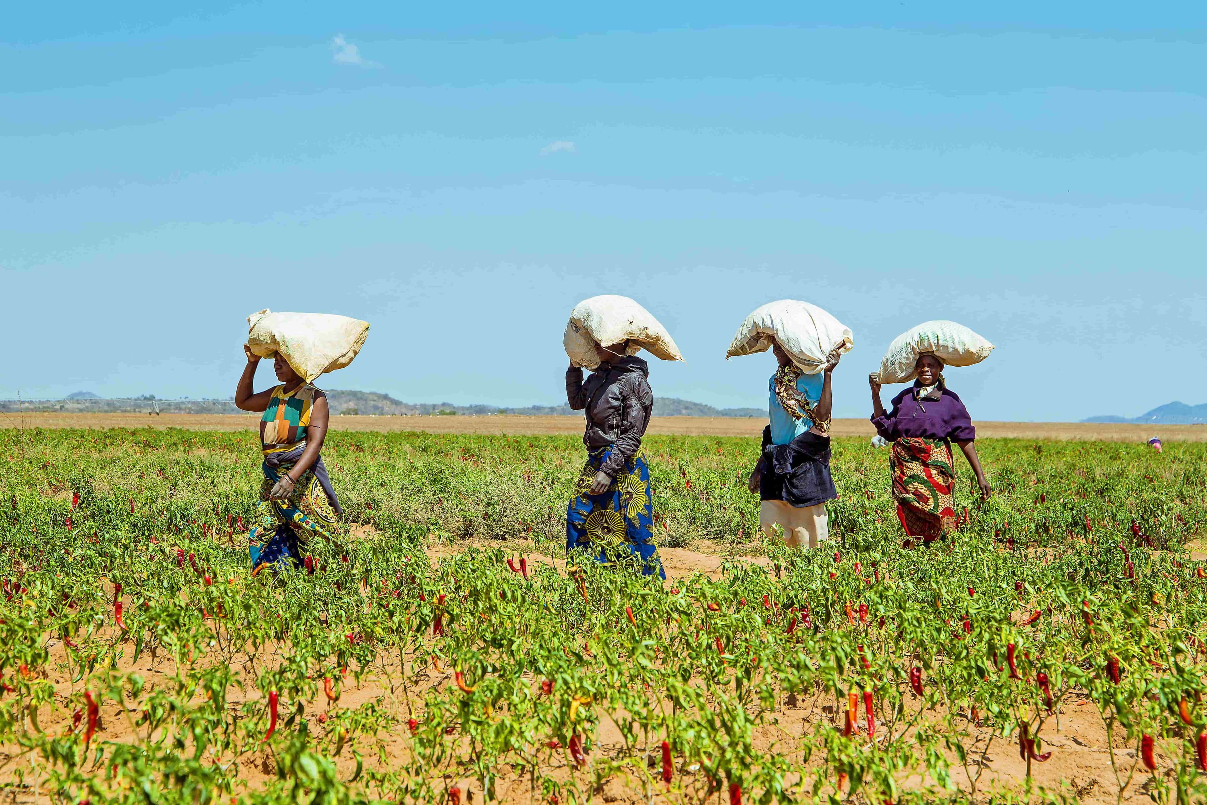 Women on a field of paprika plants