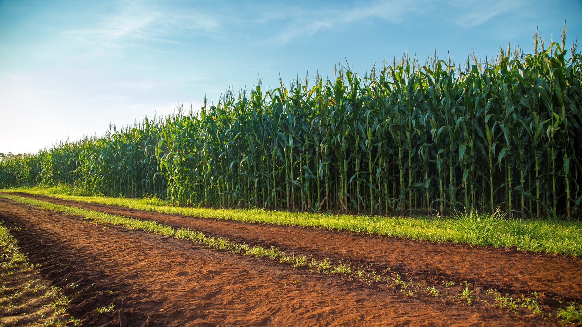 A field of tall corn plants