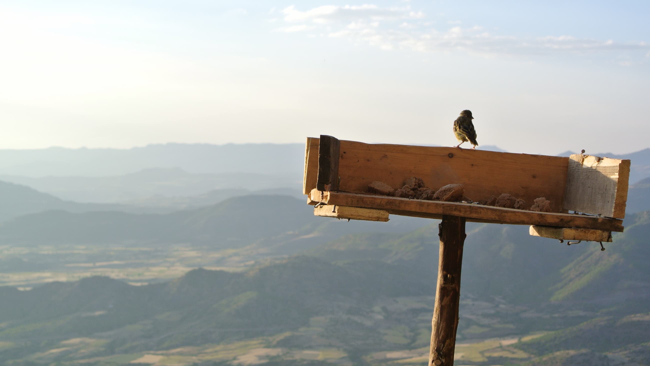 Bird sitting on bird table with landscape in the background