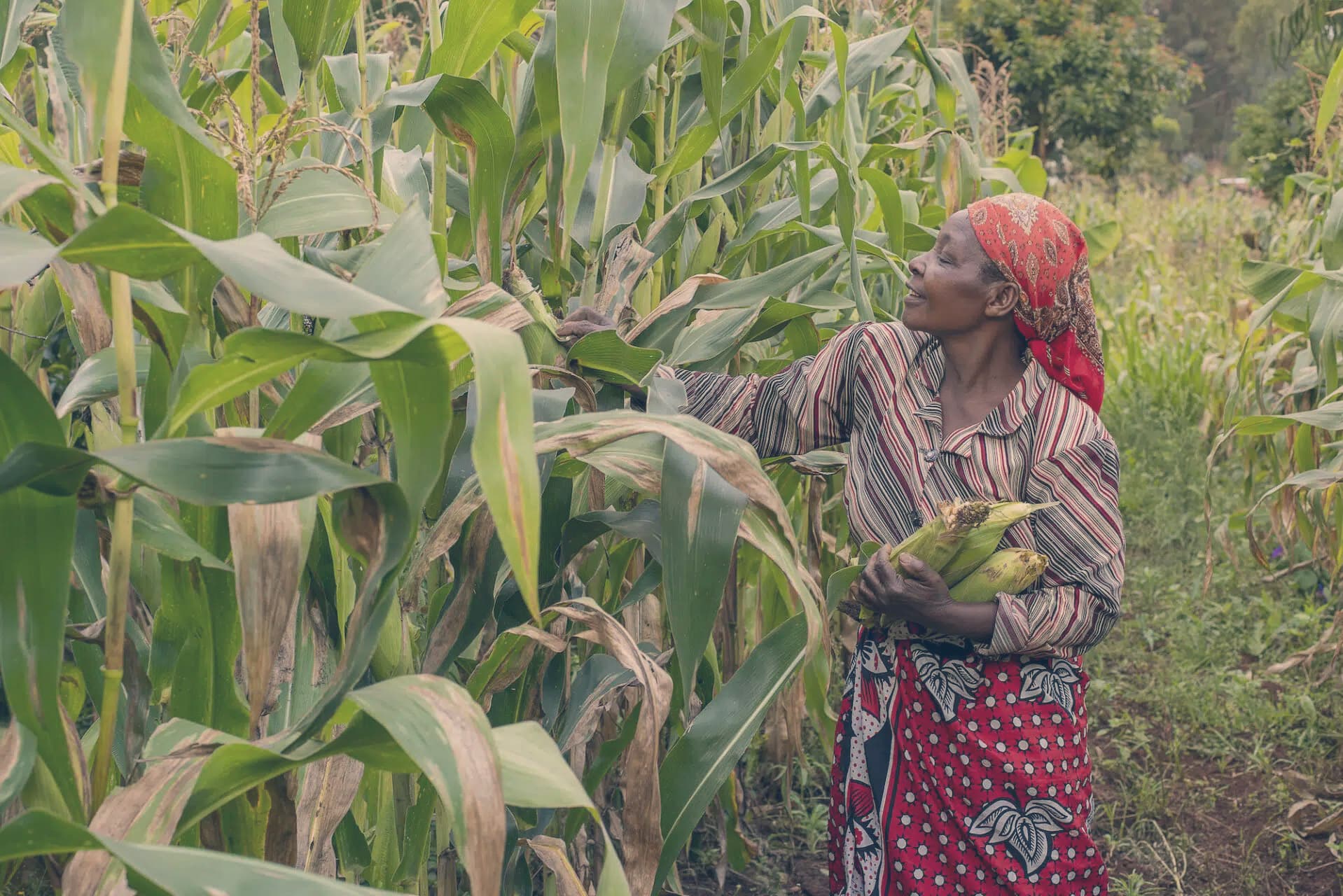 Woman harvesting corn by hand
