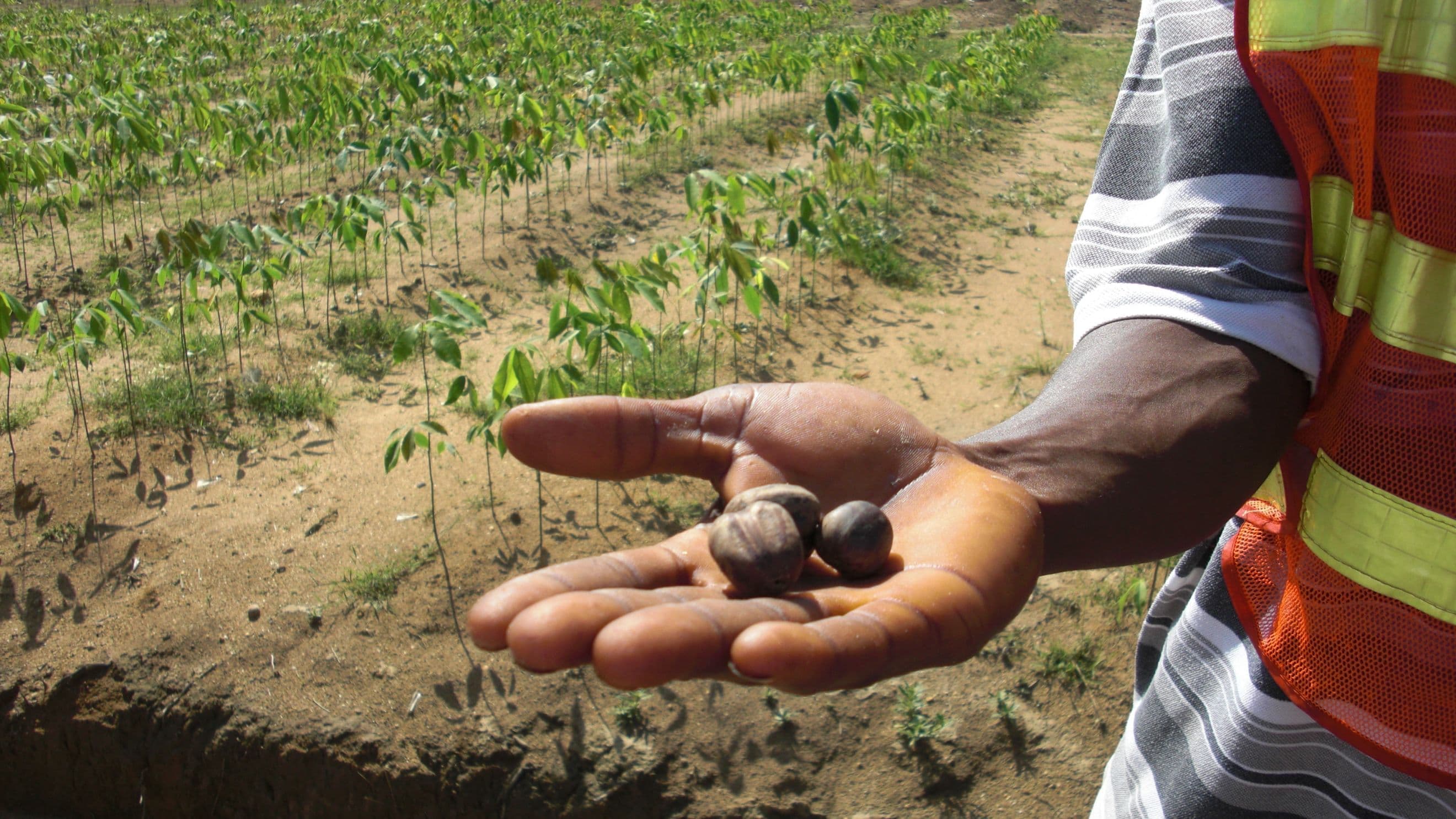 Close-up of a hand holding a seed