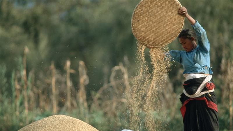 Woman sifting wheat in a field in Asia