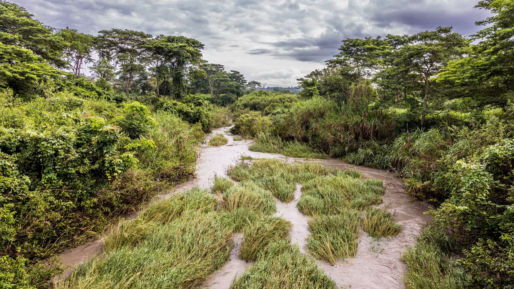 mangrove field